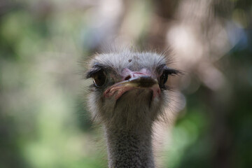 close up ostrich