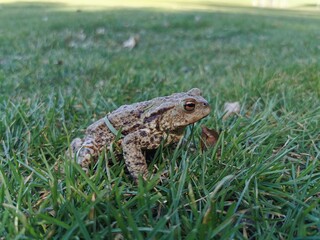 beautiful big frog in the grass