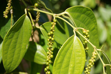 pepper plant with green peppercorns