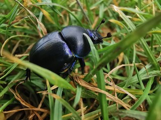 close-up of a beautiful beetle in the grass