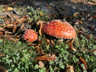 two red toadstools in the sun