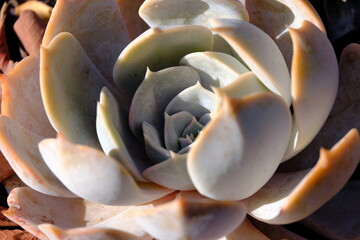 closeup of a pink and silver blue succulent in the botanical garden in Malaga Spain