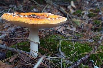 fly agaric in a bright orange hat on a blurred background of green moss and fallen leaves. focus on foreground