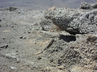Exploring the volcanic coastal landscapes of Isla do Sal in the Cape Verde islands in the Atlantic West Africa