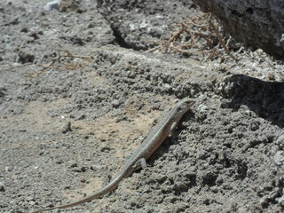 Exploring the volcanic coastal landscapes of Isla do Sal in the Cape Verde islands in the Atlantic West Africa