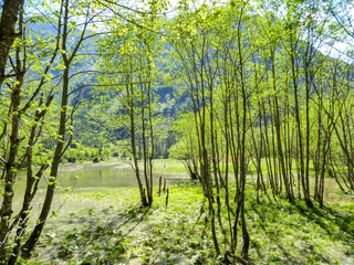 A thaw in Austrian Alps. The forest is flooded with water coming from the surrounding glacier. Early spring time. Lush green tree leaves. Nature wakes up after winter hibernation.