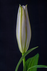 the white lily flowers