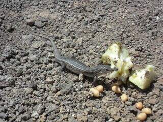 Exploring the volcanic coastal landscapes of Isla do Sal in the Cape Verde islands in the Atlantic West Africa