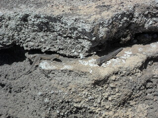 Exploring the volcanic coastal landscapes of Isla do Sal in the Cape Verde islands in the Atlantic West Africa