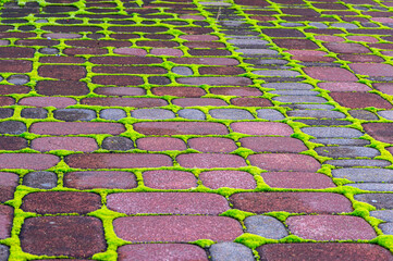moss on the sidewalk