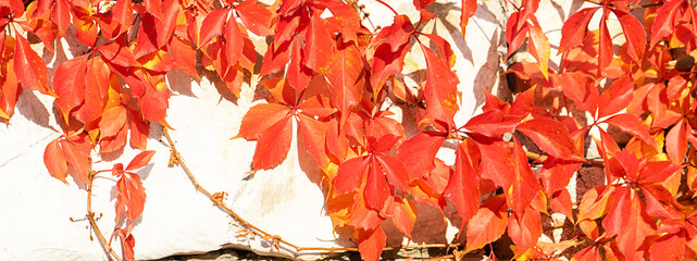 Autumn creative composition with leaves.