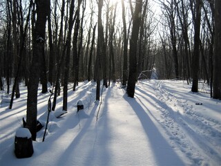 Sunny evening in the winter forest