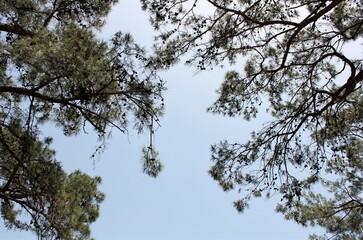 Branches of coniferous trees against the sky