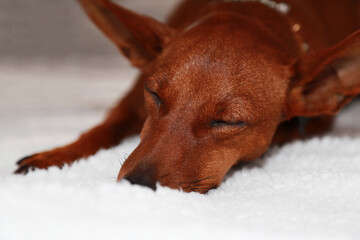 Muzzle of a sleeping brown dog, on a white background.