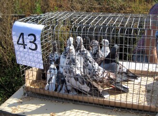 Exhibition of pedigreed pigeons on a summer day
