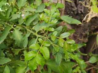 Natureza espetacular