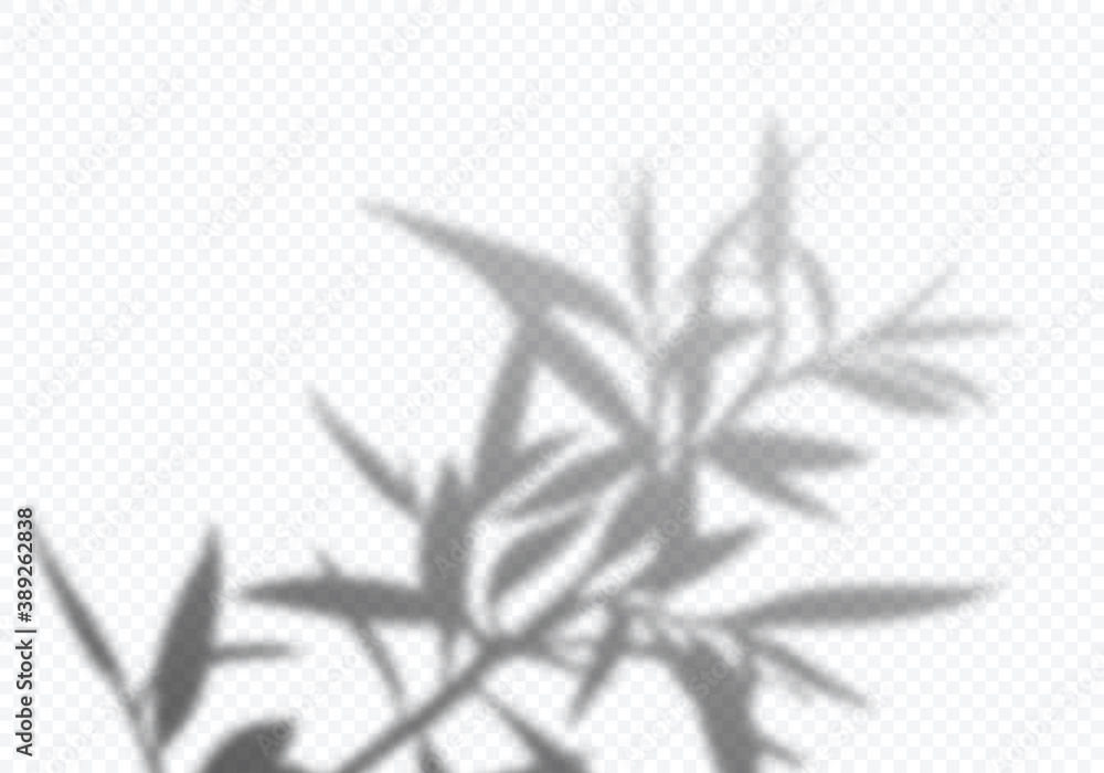 Fototapete transparent vector shadow of tree leaves. decorative design element for posters and mockups. creativ