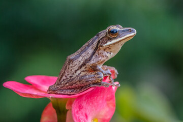 four lined tree frog