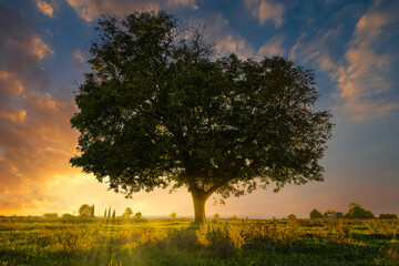 Fototapeta premium Beautiful tree at an amazin autumn sunset in the plains