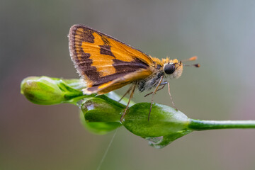 little yellow skipper perched on flowers