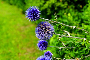 Przepiękny Przegorzan niebieski kwitnący w ogrodzie 