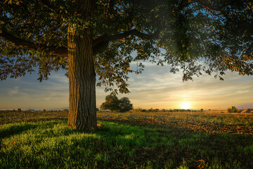 Beautiful tree at an amazin autumn sunset in the plains