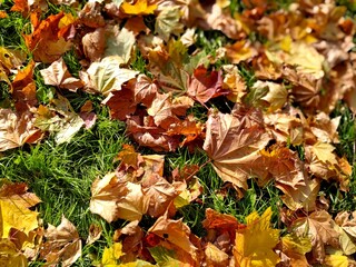 Autumn carpet of red-yellow leaves on the green grass of Moscow boulevard
