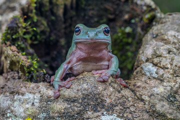 white tree frog or the australian green tree frog