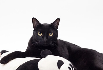 Gato negro acostado sobre un panda de peluche