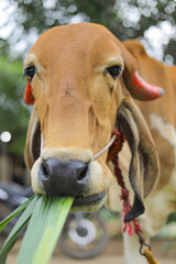 close - up view of indian cow eating grass