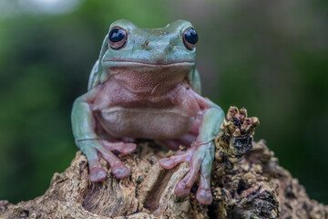 white tree frog or the australian green tree frog