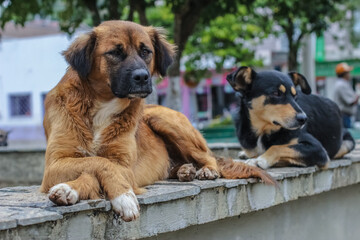 Abandoned street dogs lying in town square