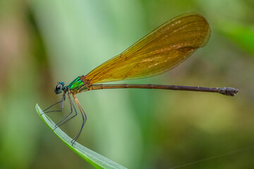 the damselfly perching