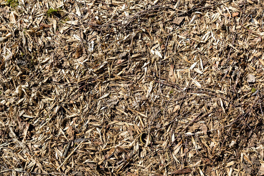 Seman from the tree lie on the ground