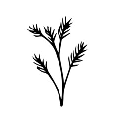 Branch of pine. Vector stock illustration. Hand drawn winter plant.