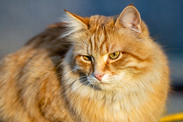 Portrait of a ginger fluffy cat