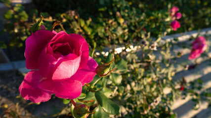 Garden with fresh pink roses.
