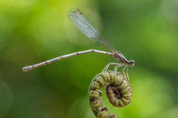 the damselfly perching