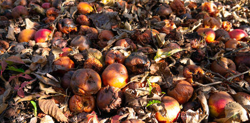 Rotten apples among dry leaves. 