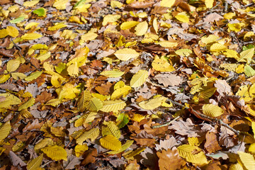 Colorful autumn leafs from deciduous trees 