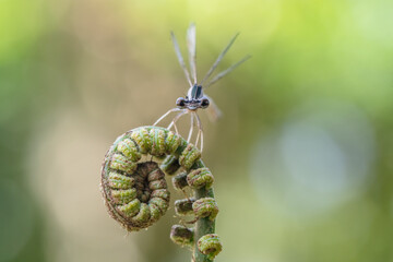 the damselfly perching