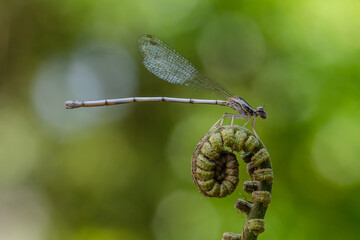 the damselfly perching