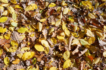 Colorful autumn leafs from deciduous trees 