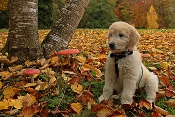Goldendoodle-Welpe im herbstlichen Park.mit Fliegenpilzen