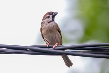 the common sparaw perched on cables