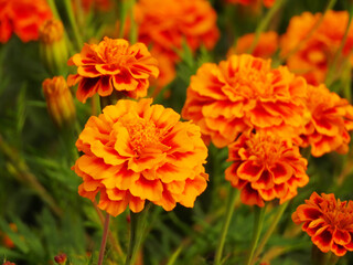 マリーゴールドの花の群れ