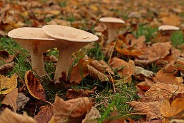 Mönchskopf (Infundibulicybe geotropa)