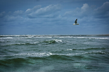 seagull flying over rough sea
