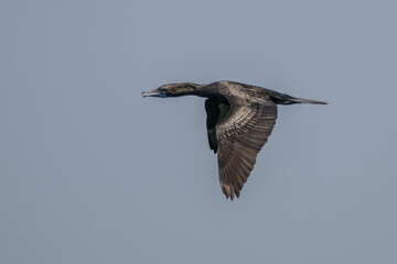 Obraz premium the great cormorant or Phalacrocorax carbo