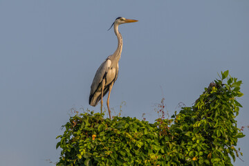 the great white heron